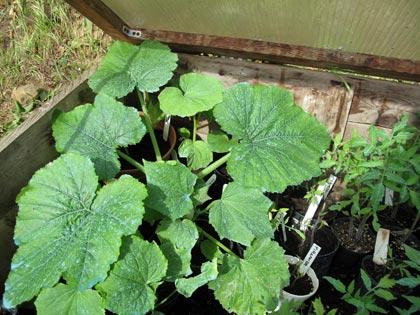 â€œUn posto nel semenzaioâ€�, anno terzo: piante in cerca di sistemazione - zucchine