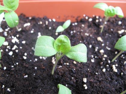 â€œUn posto nel semenzaioâ€�, anno terzo: piante in cerca di sistemazione - melanzana tonda prosperosa