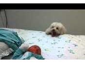 Cane instancabile saltella osservare Isabelle