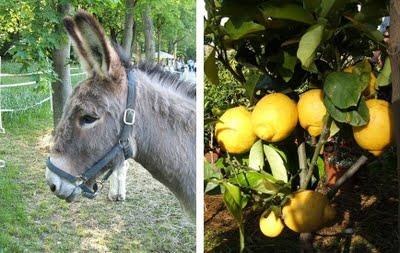 Tre giorni per il giardino.....e le frittelle di fiori d'acacia