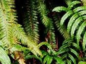 curiosita` sulla Nuova Zelanda