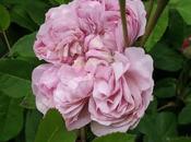 Maggio mese della rosa fiore sempre assocciato alla bellezza