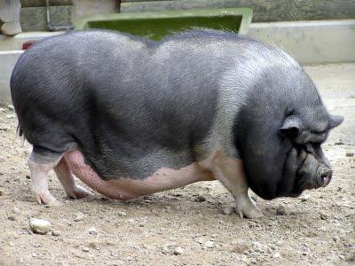 Nancy la scrofa