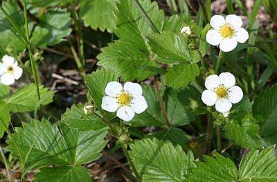 LA FRAGARIA IN FIORE