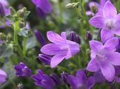 Campanula