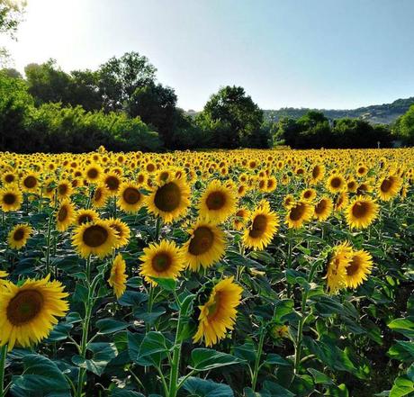 disfunzione erettile ad ultrasuoni 71 marijuana disfunzione erettile ad ultrasuoni 71 marijuana