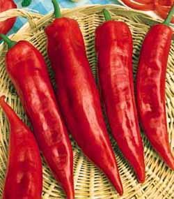 Peperoni con acciughe piccanti calabresi: la ricetta originale Acciughe piccanti calabresi