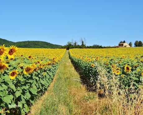 UN WEEKEND IN UMBRIA CON FARCHIONI1780 E UMBRIA JAZZ UN WEEKEND IN UMBRIA CON FARCHIONI1780 E UMBRIA JAZZ