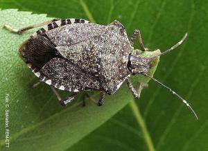 LA CIMICE SULL’ULIVO LA CIMICE SULL’ULIVO
