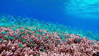 Ecoturismo a Tumbak tra diving, snorkeling, coralli e mangrovie Ecoturismo a Tumbak tra diving, snorkeling, coralli e mangrovie