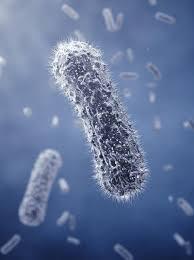 I probiotici aiutano nei disturbi gastro-intestinali e nella depressione I probiotici aiutano nei disturbi gastro-intestinali e nella depressione