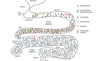 I probiotici aiutano nei disturbi gastro-intestinali e nella depressione I probiotici aiutano nei disturbi gastro-intestinali e nella depressione