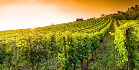 Pausa in mezzo ai vigneti Pausa in mezzo ai vigneti