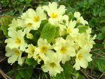 Flower power Flower power