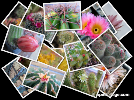 Random pics collage-piante-grasse