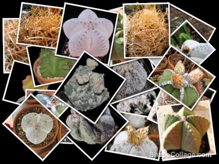 Random pics collage-astrophytum-cactus