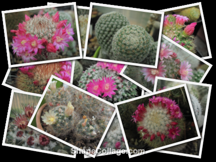 Random pics collage-mammillarie