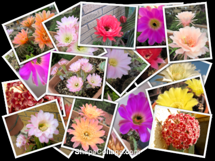 Random pics collage-cactus-fioriture