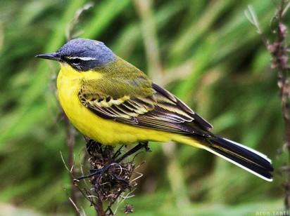 Che cosa sta succedendo all'avifauna? Che cosa sta succedendo all'avifauna?