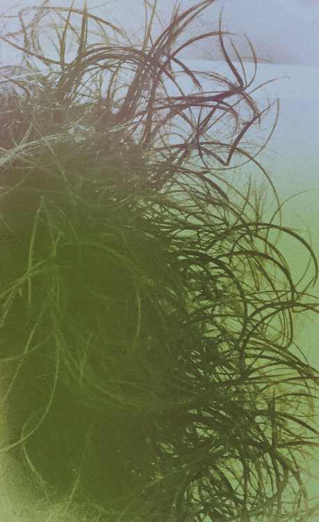 Il geroglifico quasi sott'acqua della signora Zott│V.S.Gaudio Il geroglifico quasi sott'acqua della signora Zott│V.S.Gaudio