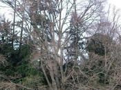 Alberi monumentali, bagolaro Villa Caroli Zanchi Stezzano (BG)