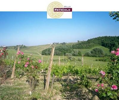 GF della vite: la spollonatura del Sangiovese nel vigneto delle rose a Villa Petriolo