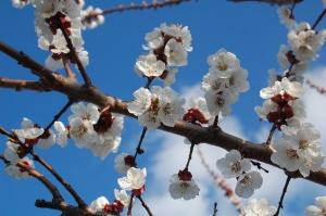 Primavera: l'albero in fiore.