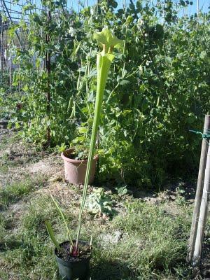 Sarracenia x moorei 'Brooks hybrid' (H79 Mike King)