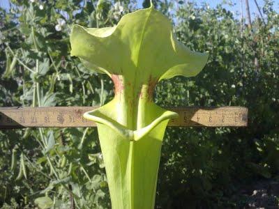 Sarracenia x moorei 'Brooks hybrid' (H79 Mike King)