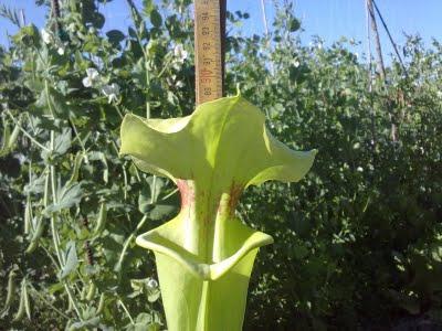 Sarracenia x moorei 'Brooks hybrid' (H79 Mike King)