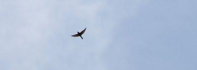 volo d'uccelli nel cielo di Pierino