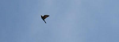 volo d'uccelli nel cielo di Pierino