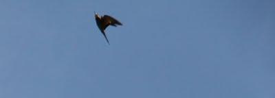 volo d'uccelli nel cielo di Pierino