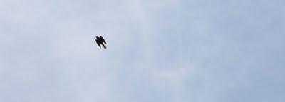 volo d'uccelli nel cielo di Pierino