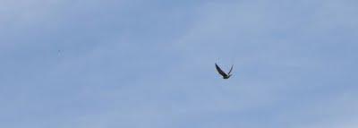 volo d'uccelli nel cielo di Pierino