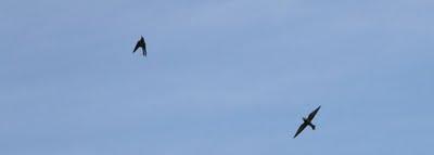 volo d'uccelli nel cielo di Pierino