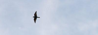 volo d'uccelli nel cielo di Pierino