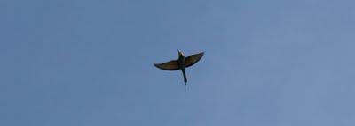 volo d'uccelli nel cielo di Pierino