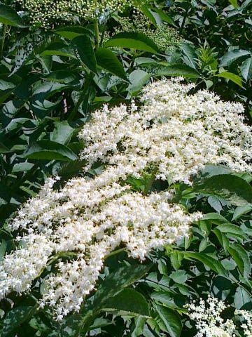 fiori di sambuco