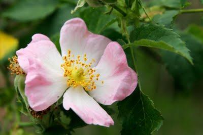 LA ROSA CANINA