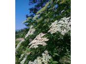 Mestro Martino Como: Menestra fiori sambuco