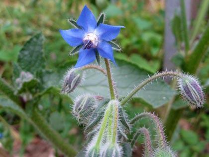 La borragine (Borago officinalis)