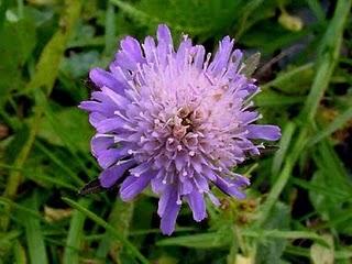 I fiori di San Pellegrino