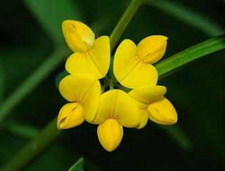 I fiori di San Pellegrino