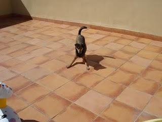 POMERIGGIO IN TERRAZZA