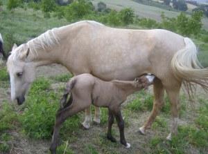 Agerpost : (ippoterapia. Az. agr. “Le Noci”) Staffolo. (AN)