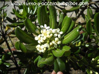 La primavera sul balcone - Bavarese alle fragole (senza uova)