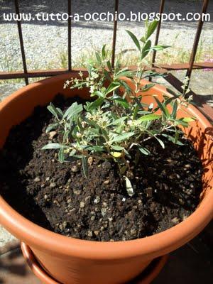 La primavera sul balcone - Bavarese alle fragole (senza uova)