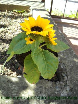 La primavera sul balcone - Bavarese alle fragole (senza uova)