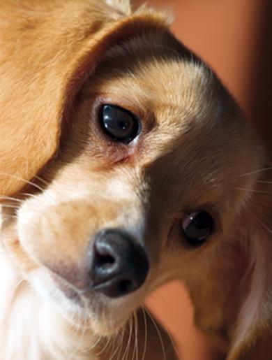 Da oggi, tessera sanitaria anche a cani e gatti (e presto anche furetti, conigli e uccelli)